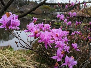 ミツバツツジが咲き始めています