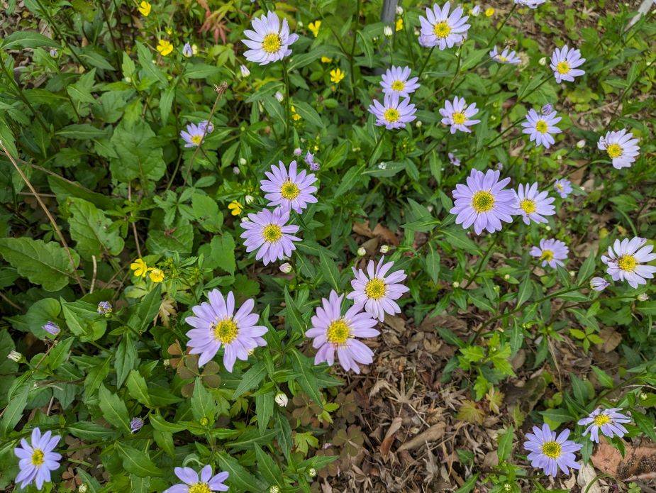 ミヤコワスレが咲いていますの写真