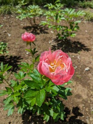 シャクヤクが咲いています