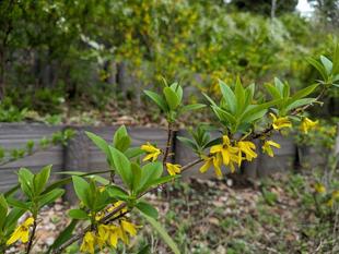 レンギョウが咲いています