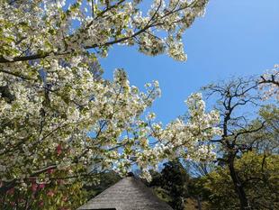 オオシマザクラが咲いています