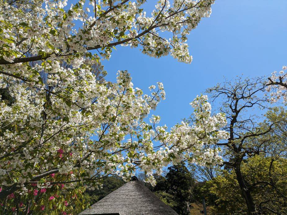 オオシマザクラが咲いていますの写真