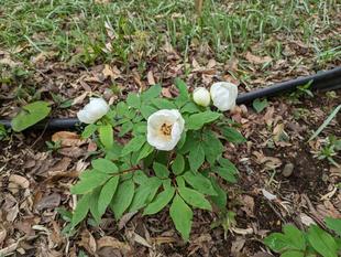 ヤマシャクヤクが咲いています