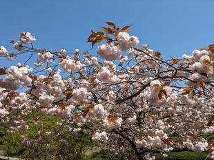 八重のサクラが見頃です