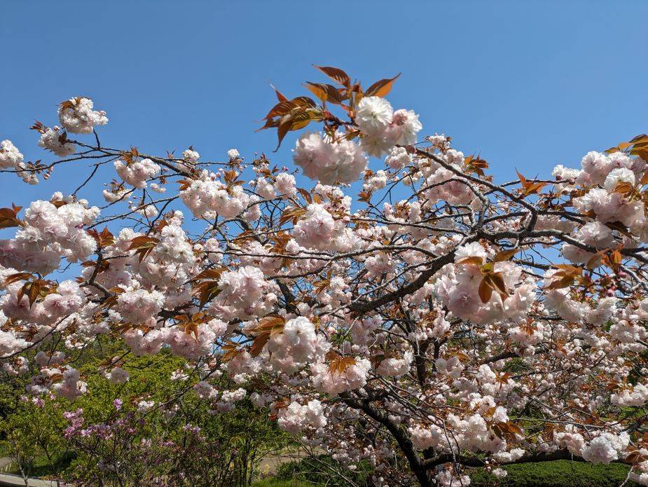 八重のサクラが見頃ですの写真