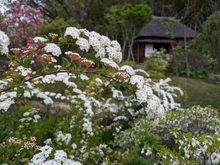 コデマリが咲いています