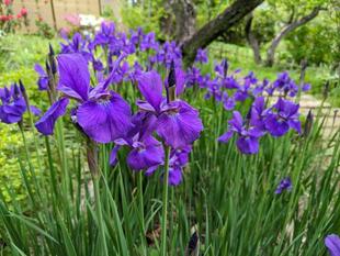 アヤメが見頃です