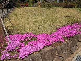 シバザクラが咲いています