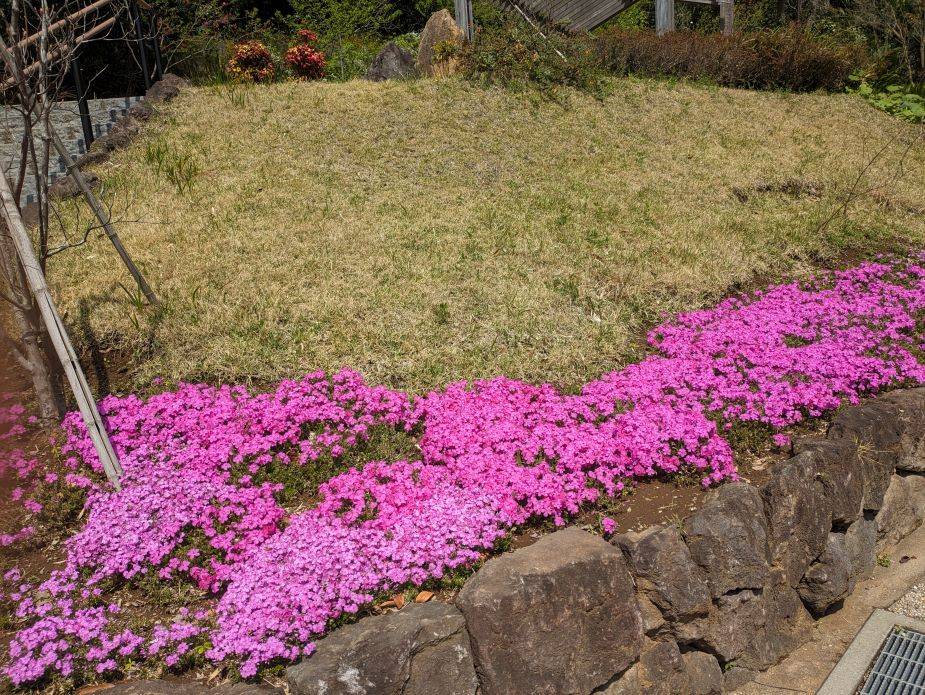 シバザクラが咲いていますの写真