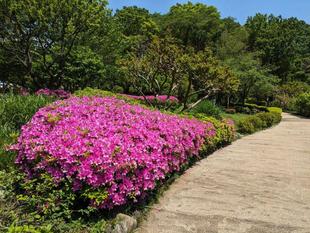 ツツジがきれいです