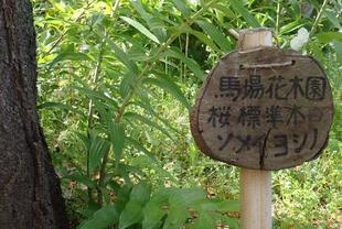 桜開花情報【2024年４月17日】