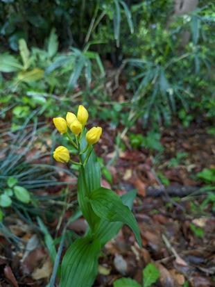 キンランのつぼみが見えてきました