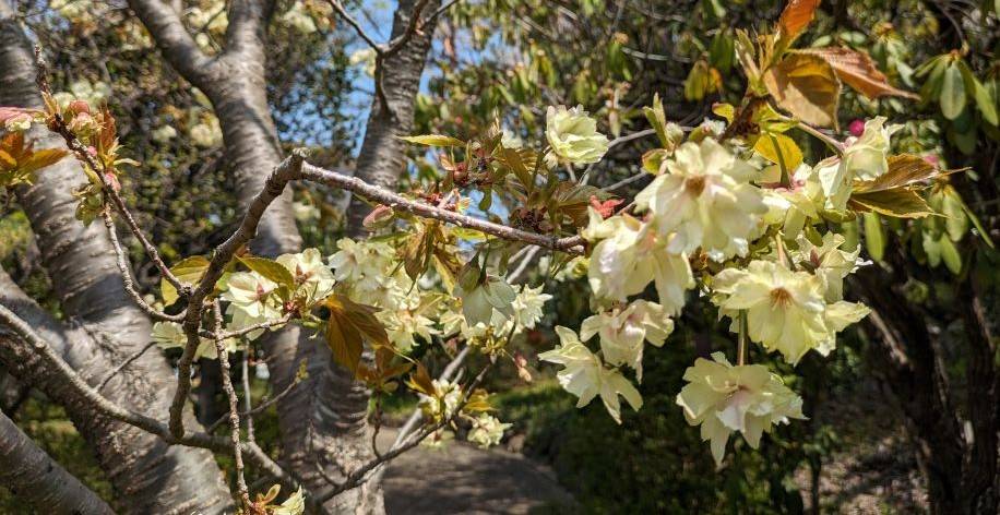 ウコンザクラが咲いていますの写真