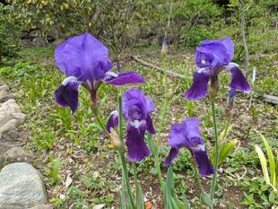 イチハツが咲いています