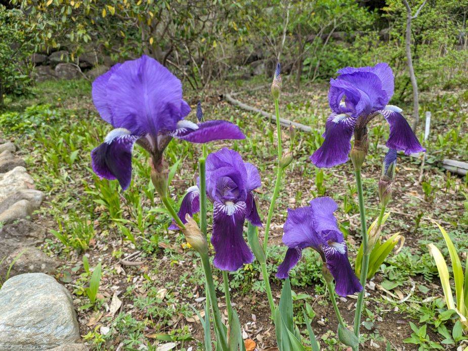 イチハツが咲いていますの写真