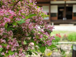 タニウツギが見頃です