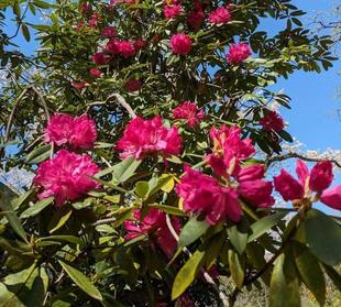 シャクナゲが咲き始めています