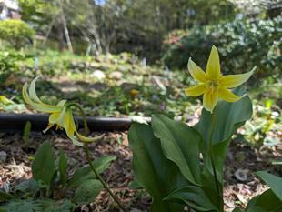 キバナカタクリが咲いています