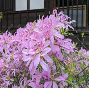 モチツツジが咲いています