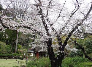 桜開花情報【2024年4月4日】