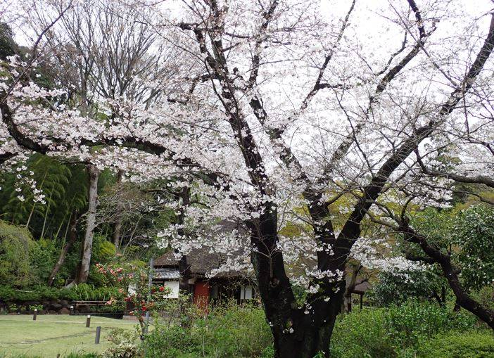 桜開花情報【2024年4月4日】の写真