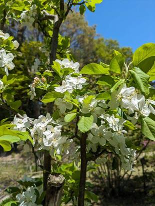 ヒメリンゴの花が咲いています