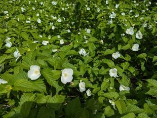 シロヤマブキが咲いています