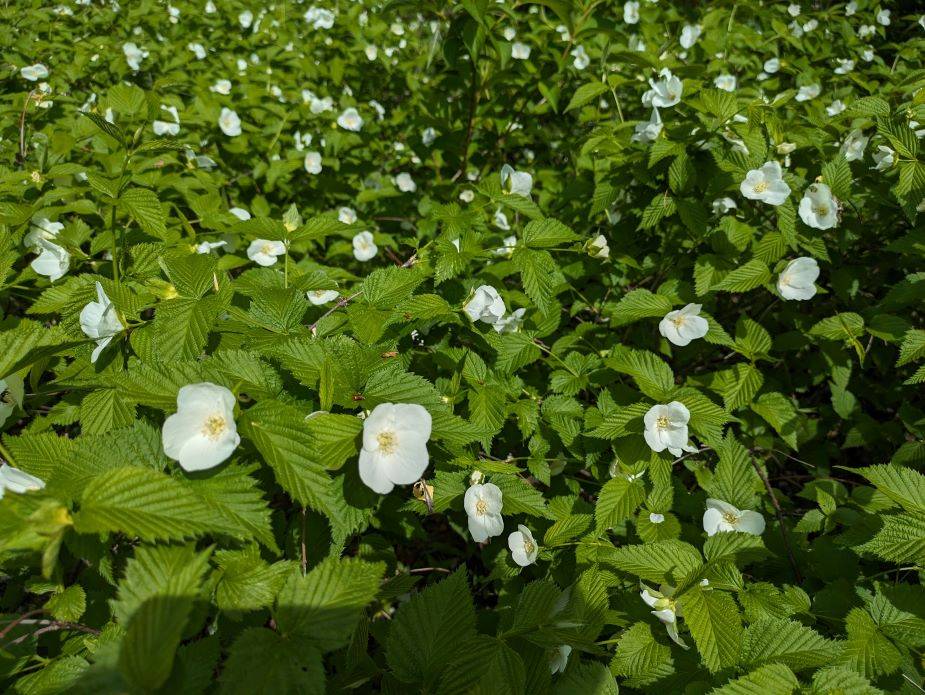 シロヤマブキが咲いていますの写真
