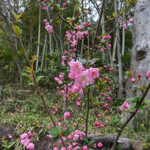 ハナカイドウが咲いています