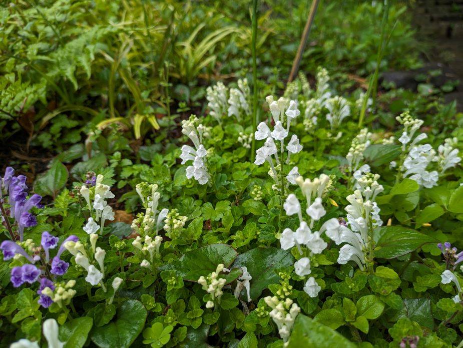 タツナミソウが咲いていますの写真