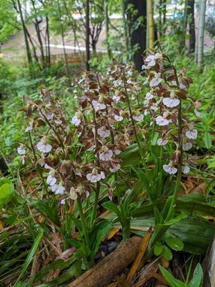 エビネが咲いています