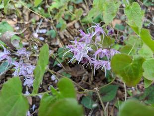 イカリソウが咲いています