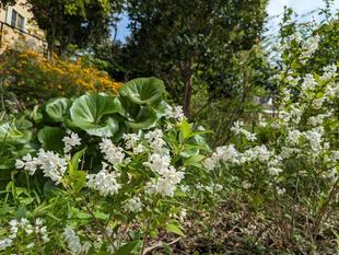 ヒメウツギが咲いています