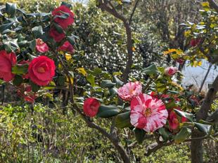 色々なツバキが咲いています