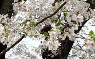 桜開花情報【2024年４月７日】