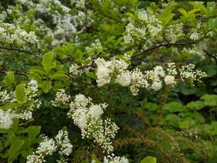 サワフタギが咲いています