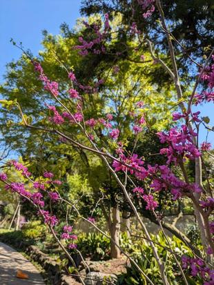 ハナズオウが咲いています