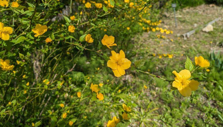 ヤマブキが咲いていますの写真