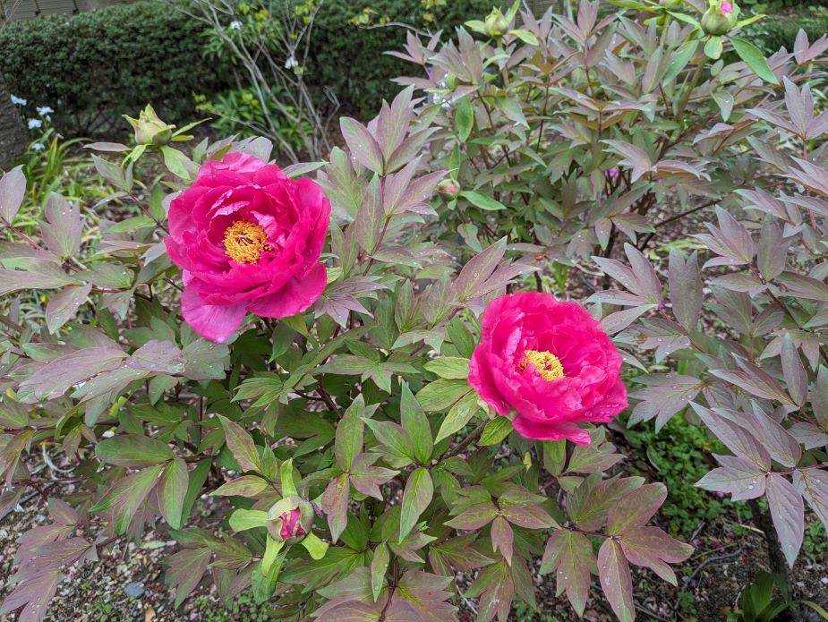 ボタンが咲き始めていますの写真