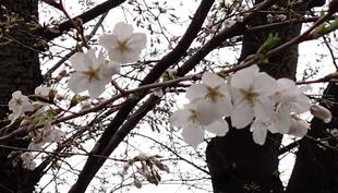 桜開花情報【2024年４月１日】
