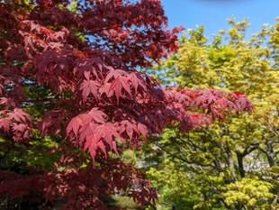 春のモミジもきれいです