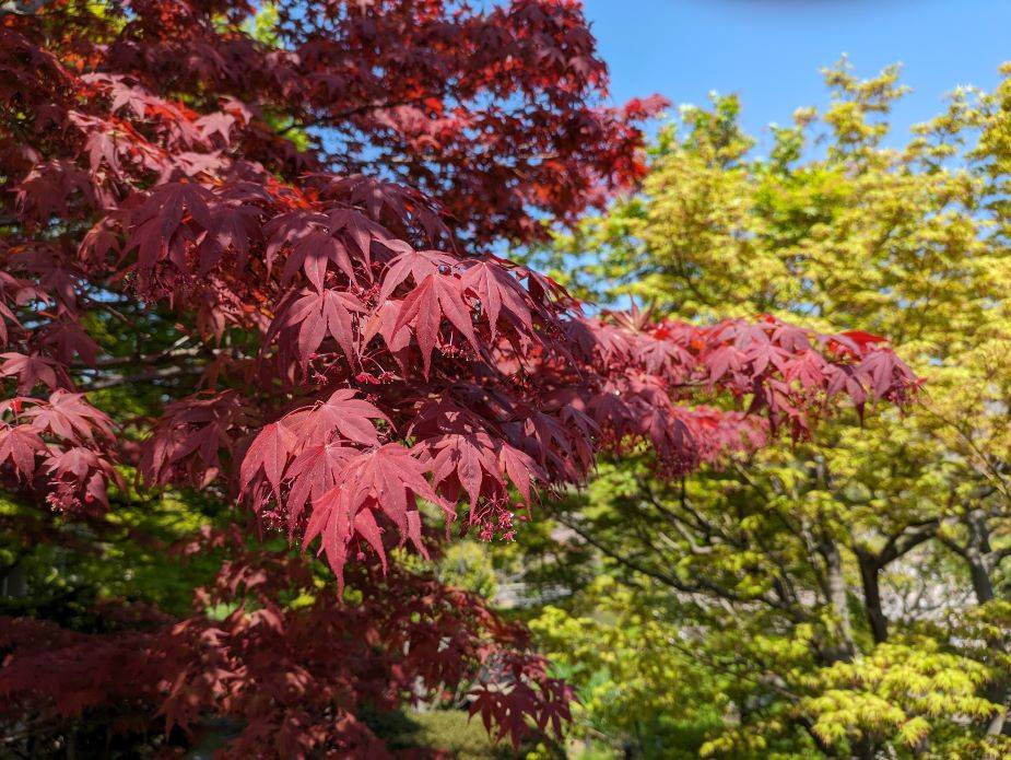 春のモミジもきれいですの写真