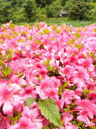 サツキがきれいです