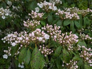 カルミアが咲いています