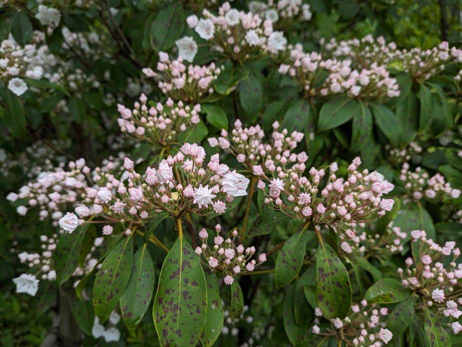 カルミアが咲いていますの写真