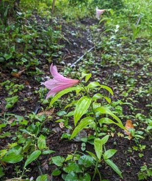 ヒメサユリが咲いています