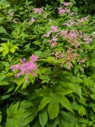 シモツケソウが咲いています