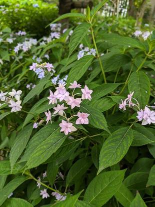 ヤマアジサイが咲いています