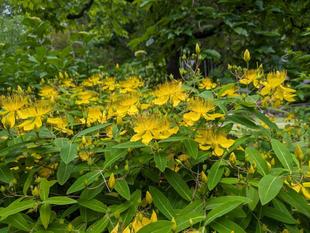 ビヨウヤナギが咲いています