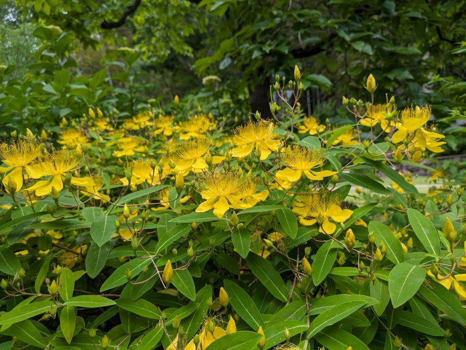ビヨウヤナギが咲いていますの写真